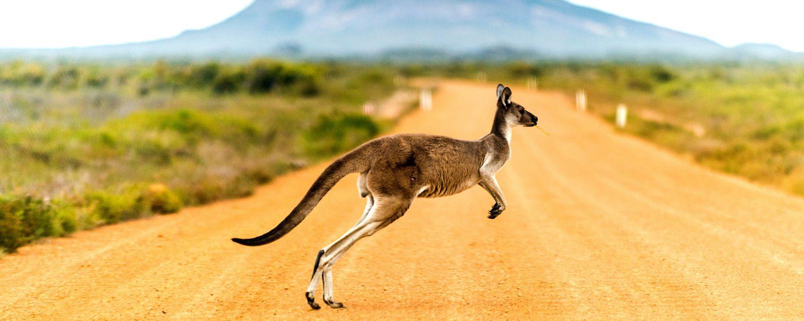 Kangaroo hopping across a dirt road in the Australian outback — K&L Wine Merchants Australian wine region selection