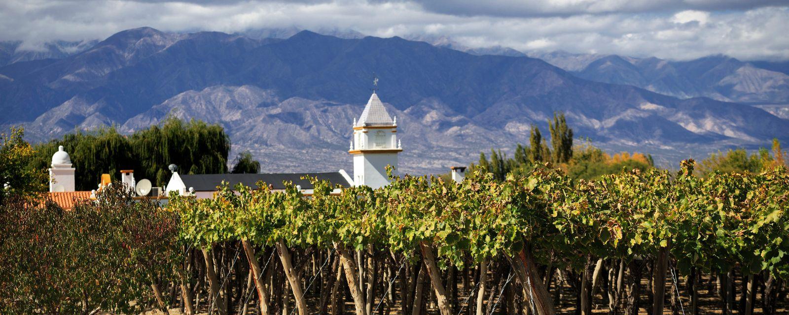 Image of vineyards set against mountains in Argentina
