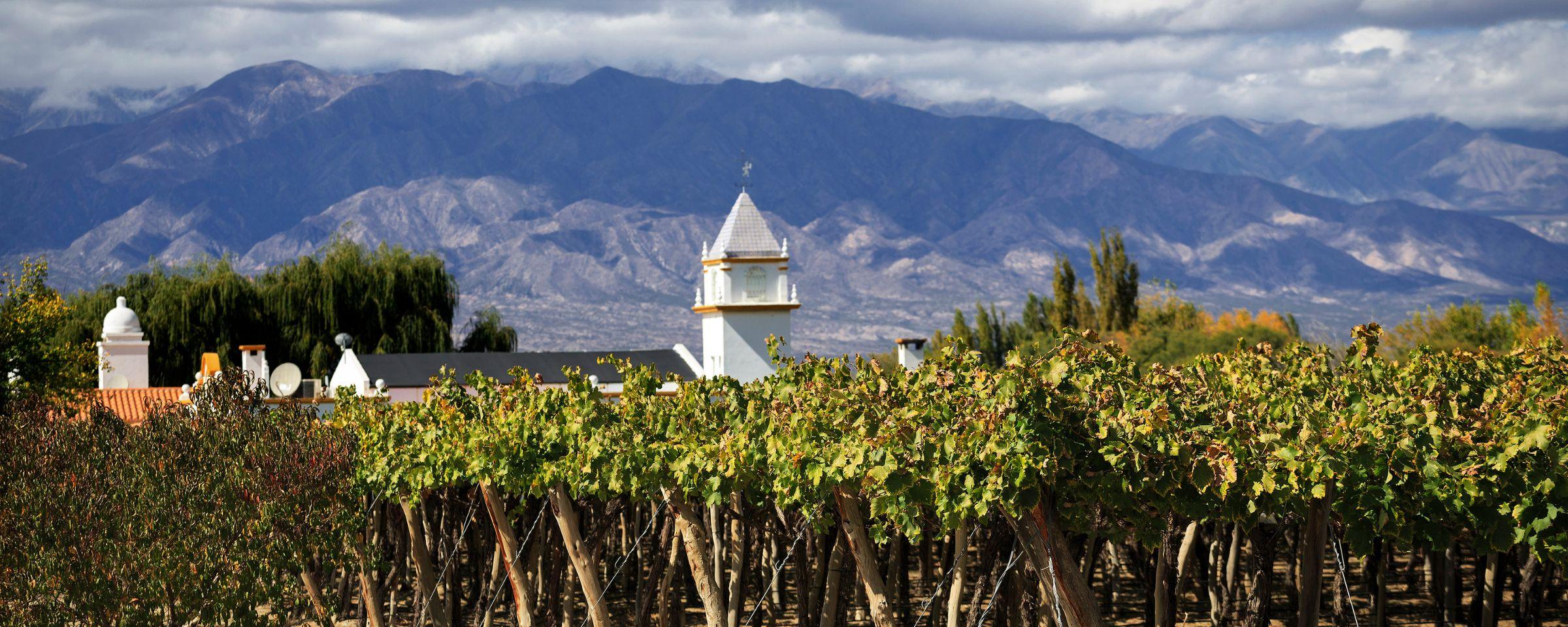 Image of vineyards set against mountains in Argentina
