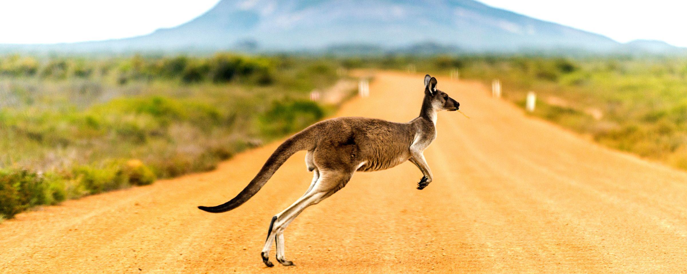 Kangaroo hopping across a dirt road in the Australian outback — K&L Wine Merchants Australian wine region selection